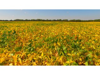 Property photo 8 - MAJOR ILLINOIS LAND AUCTION - 752.54+/- ACRES OFFERED IN 9 TRACTS IN KANKAKEE COUNTY, ILLINOIS